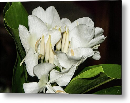  Metal Print featuring the photograph White Flower #2 by James Gay