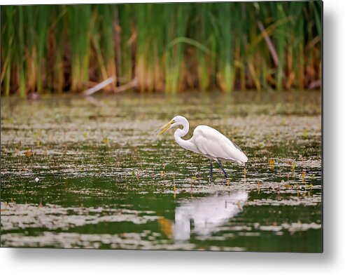 Animal Metal Print featuring the photograph White, Great Egret by Peter Lakomy