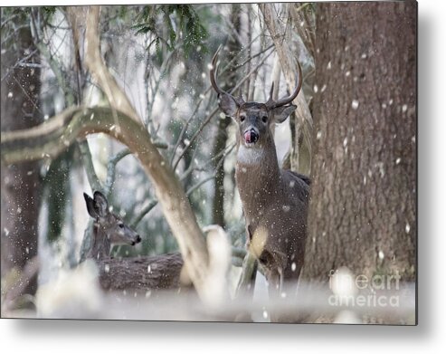 White Tail Metal Print featuring the photograph White tail bucks in the woods by Dan Friend