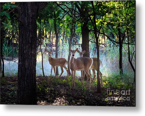 Fawn Metal Print featuring the photograph White-tailed Deer #1 by Richard Smith