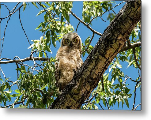 Great Horned Owl Metal Print featuring the photograph Whooo Are You? #1 by Joan Wallner