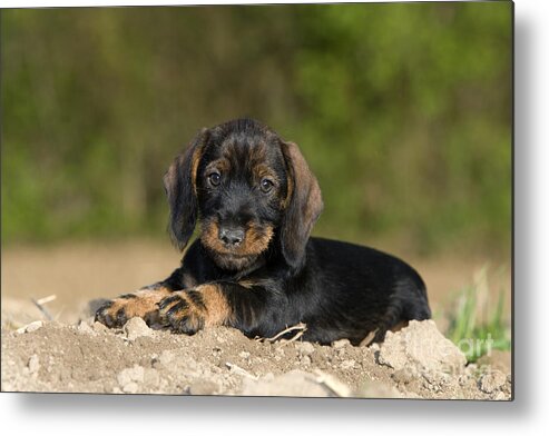Dachshund Metal Print featuring the photograph Wire-haired Dachshund Puppy #1 by Jean-Louis Klein and Marie-Luce Hubert