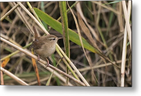 Nature Photography Metal Print featuring the photograph Wren #1 by Wendy Cooper