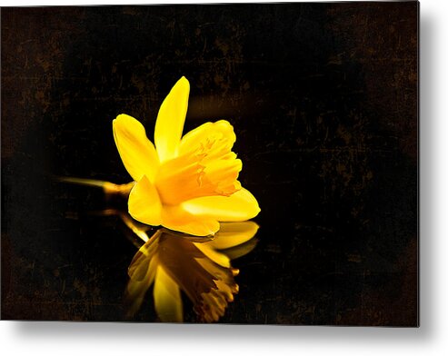 Narcissus Metal Print featuring the photograph Yellow Dreams #1 by Milena Ilieva