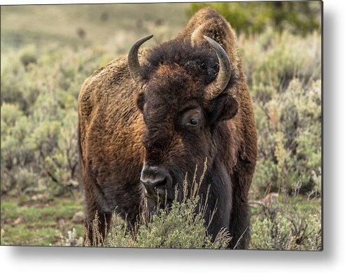 Yellowstone National Park Metal Print featuring the photograph Yellowstone National Park Bison #1 by Yeates Photography