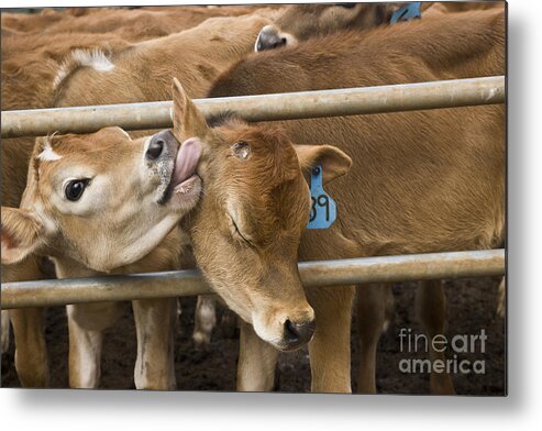 Calves Metal Print featuring the photograph Young Jersey Calves #1 by Inga Spence