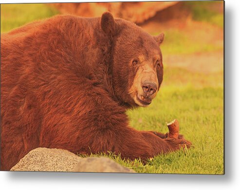 Animal Metal Print featuring the photograph Black Bear #10 by Brian Cross