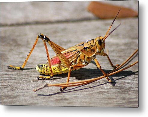 Lubber Grasshopper Metal Print featuring the photograph 10- Lubber Grasshopper by Joseph Keane