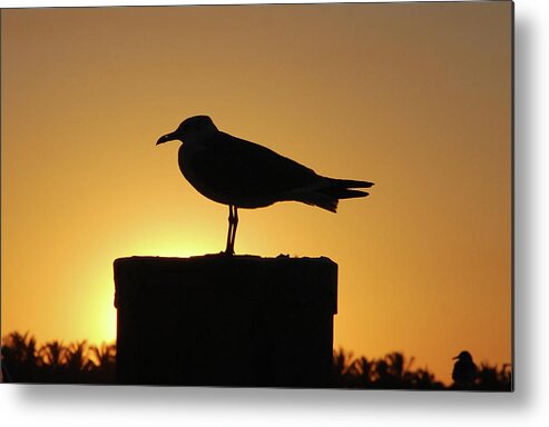 Seagull Metal Print featuring the photograph 10- Solitaire by Joseph Keane