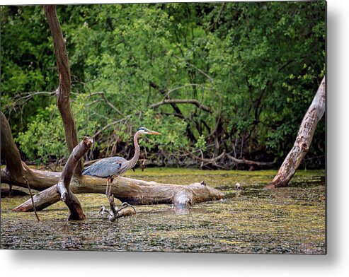 Animal Metal Print featuring the photograph Blue Heron #11 by Peter Lakomy