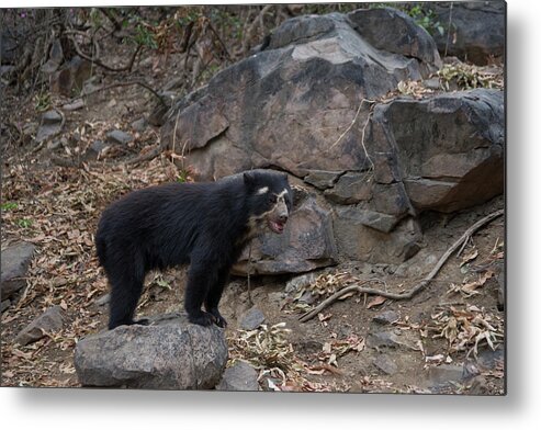 Andean Bear Metal Print featuring the digital art Spectacled Bears #11 by Carol Ailles