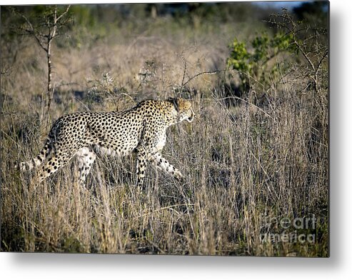 South Metal Print featuring the photograph 1100 Cheetah by Steve Sturgill
