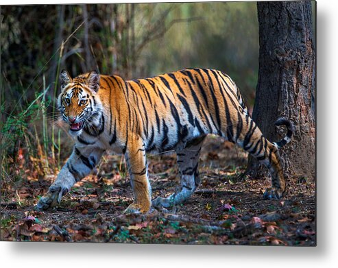 Photography Metal Print featuring the photograph Bengal Tiger Panthera Tigris Tigris #12 by Panoramic Images