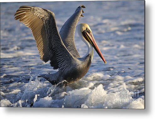 Pelican Metal Print featuring the photograph Pelican #12 by Marc Bittan