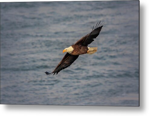 Illinois Metal Print featuring the photograph Bald Eagle #13 by Peter Lakomy