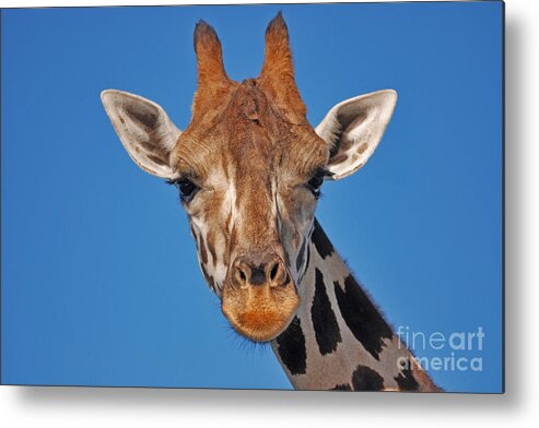 Giraffe Metal Print featuring the photograph 13- Giraffe by Joseph Keane