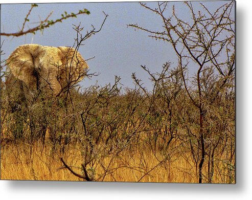 Namibia Metal Print featuring the photograph Namibia #13 by Paul James Bannerman