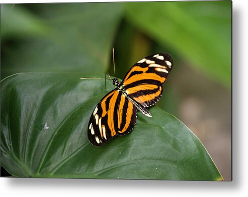 Butterfly Metal Print featuring the photograph 1398 by Teresa Blanton