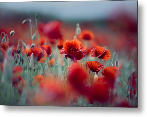 Poppy Metal Print featuring the photograph Summer Poppy Meadow #14 by Nailia Schwarz