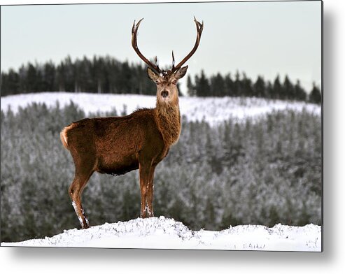 Red Deer Stag Metal Print featuring the photograph Red Deer Stag #15 by Gavin Macrae