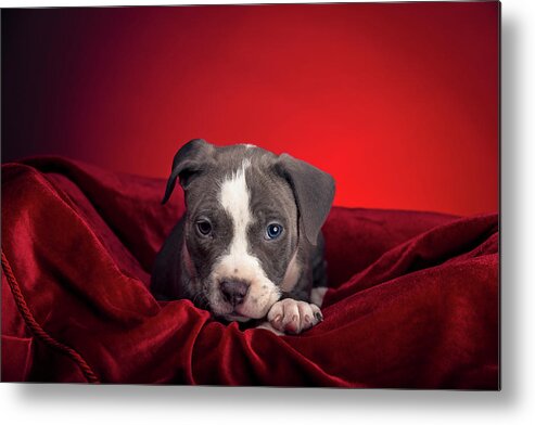 Adorable Metal Print featuring the photograph American Pitbull Puppy #15 by Peter Lakomy