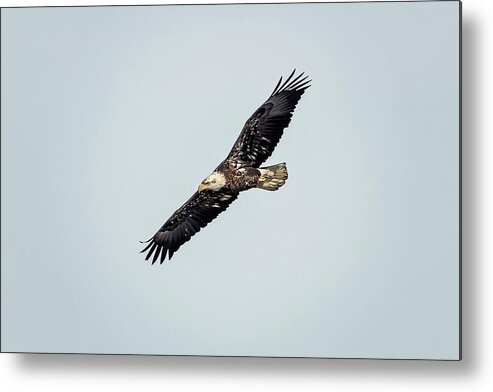 Illinois Metal Print featuring the photograph Bald Eagle #15 by Peter Lakomy