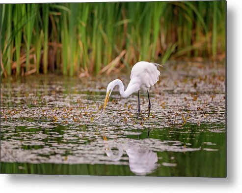 Animal Metal Print featuring the photograph White, Great Egret by Peter Lakomy