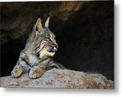 Bobcat Metal Print featuring the photograph Bobcat by Arterra Picture Library