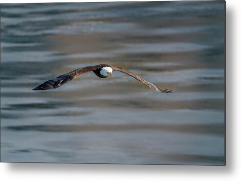 Illinois Metal Print featuring the photograph Bald Eagle #17 by Peter Lakomy