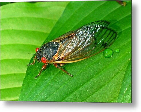17 Metal Print featuring the photograph 17 Year Periodical Cicada by Douglas Barnett