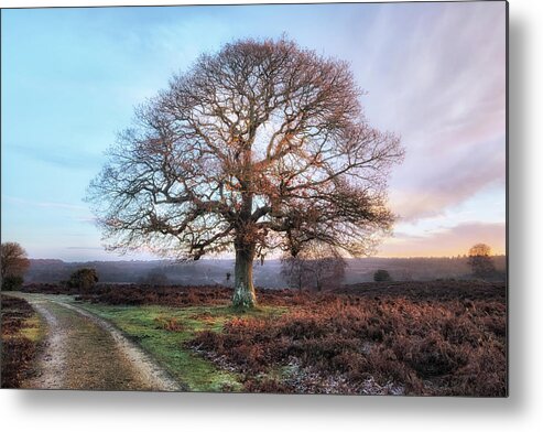 Mogshade Pond Metal Print featuring the photograph New Forest - England #177 by Joana Kruse