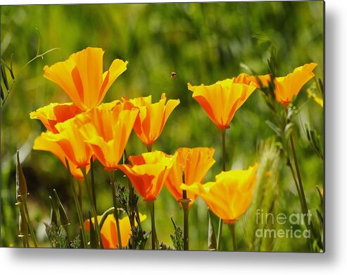 Poppies Metal Print featuring the photograph Poppies #19 by Marc Bittan