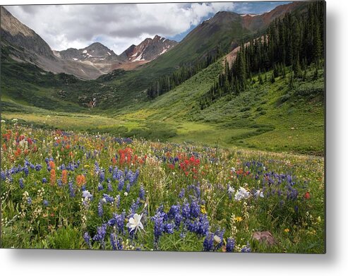 Alpines Metal Print featuring the photograph Alpine Flowers In Rustler's Gulch, Usa #2 by Bob Gibbons