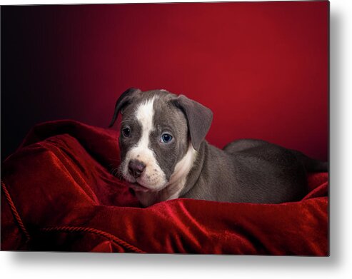 Adorable Metal Print featuring the photograph American Pitbull Puppy #2 by Peter Lakomy