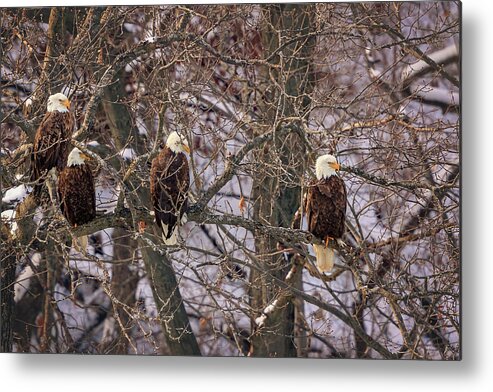 Illinois Metal Print featuring the photograph Bald Eagle by Peter Lakomy