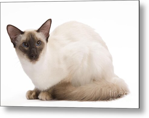 Cat Metal Print featuring the photograph Balinese Cat #2 by Jean-Michel Labat