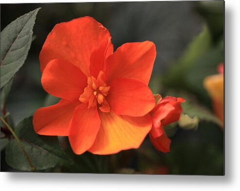 Flower Metal Print featuring the photograph Begonia by Tammy Pool
