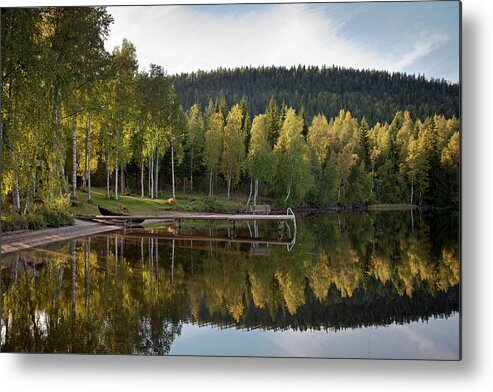 Birches Metal Print featuring the photograph Birches and Reflection #3 by Aivar Mikko