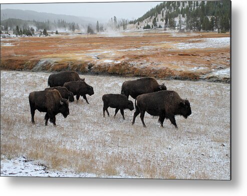 Yellowstone Metal Print featuring the photograph Bison in Yellowstone National Park #2 by Pierre Leclerc Photography