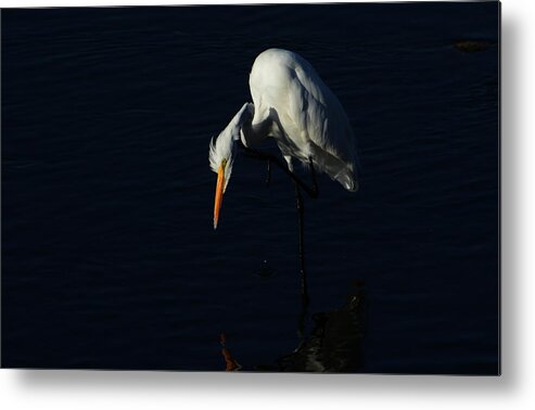 Great Egret Metal Print featuring the photograph Black Velvet #2 by Fraida Gutovich
