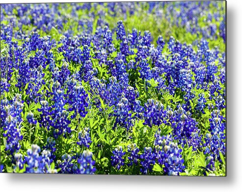 Austin Metal Print featuring the photograph Bluebonnets #2 by Raul Rodriguez