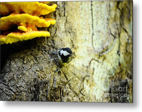 Coal Tit Metal Print featuring the photograph Coal Tit #2 by David & Micha Sheldon