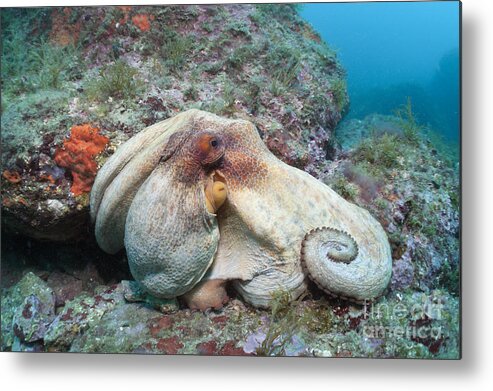 Common Octopus Metal Print featuring the photograph Common Octopus #2 by Reinhard Dirscherl