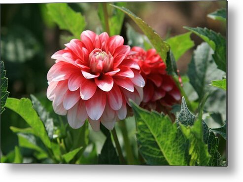 Dahlia Metal Print featuring the photograph Dahlia #2 by Jackie Russo