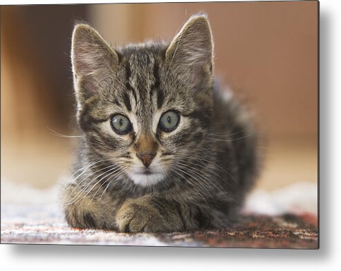 Mp Metal Print featuring the photograph Domestic Cat Felis Catus Kitten #2 by Konrad Wothe