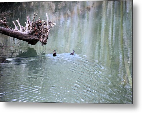 Wildlife Metal Print featuring the photograph 2 Ducks In A Stream by Theresa Campbell