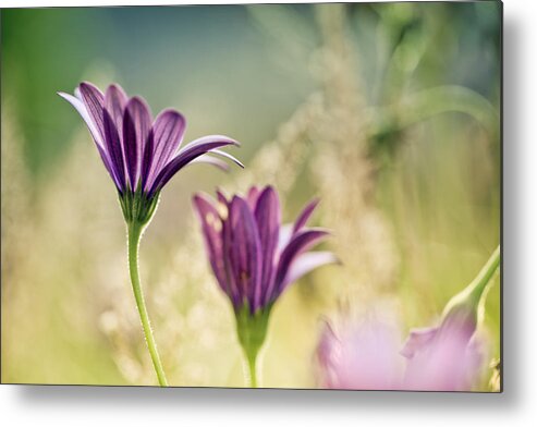 Flower Metal Print featuring the photograph Flower on Summer Meadow #2 by Nailia Schwarz