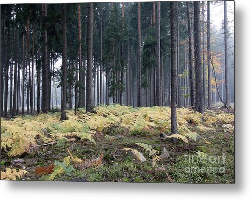 Forest Metal Print featuring the photograph Fog in the forest with ferns #2 by Michal Boubin