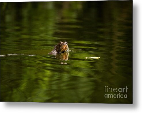 Adult Metal Print featuring the photograph Giant Otter Pteronura Brasiliensis #2 by Gerard Lacz