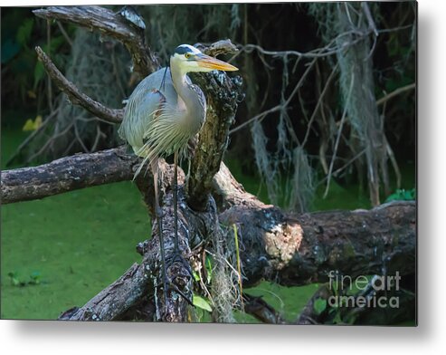Great Blue Heron Metal Print featuring the photograph Great Blue Heron No.2 #1 by John Greco